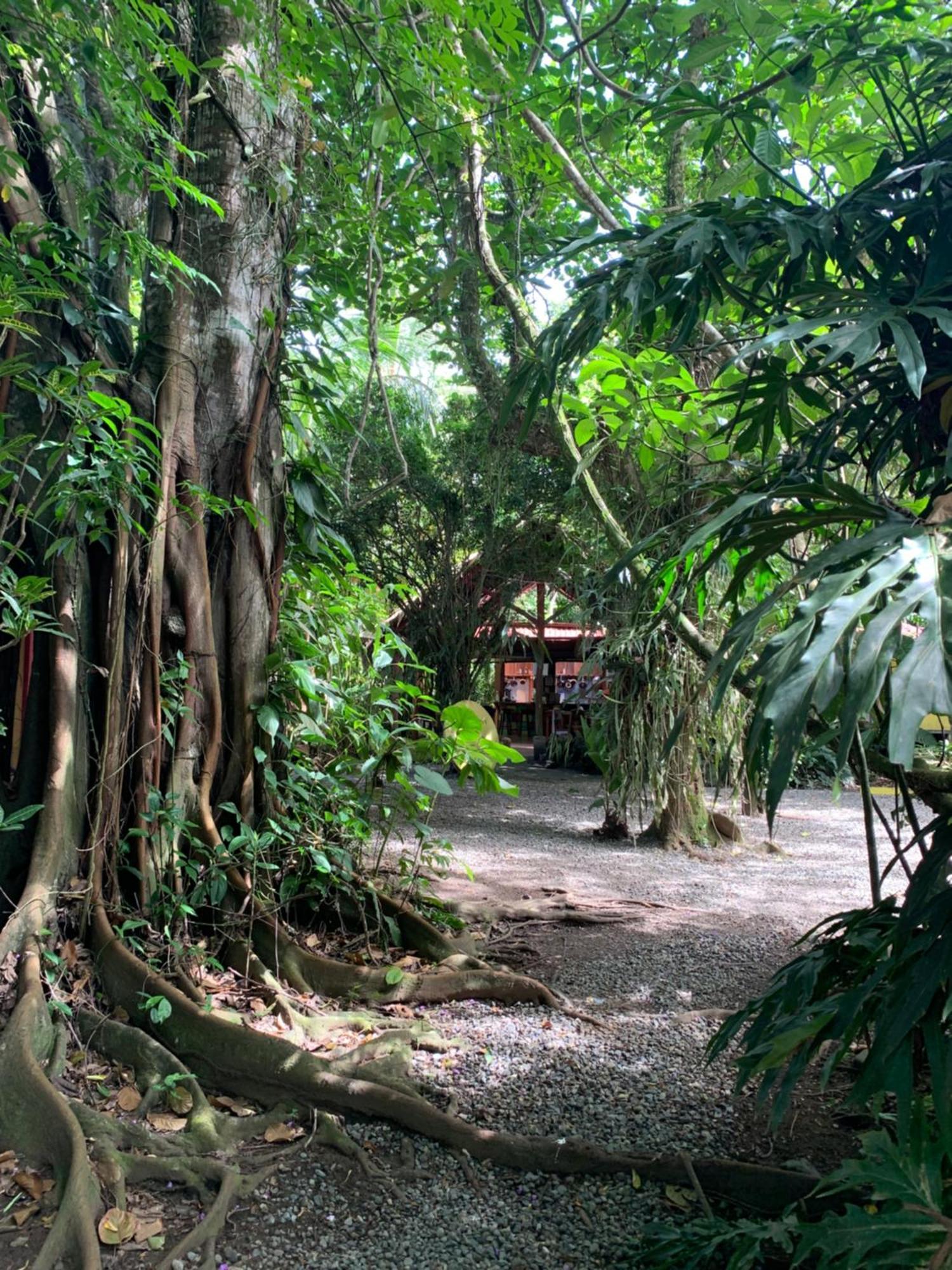 Brigitte'S Ranch Hotel Cahuita Exterior photo